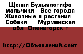 Щенки Бульмастифа мальчики - Все города Животные и растения » Собаки   . Мурманская обл.,Оленегорск г.